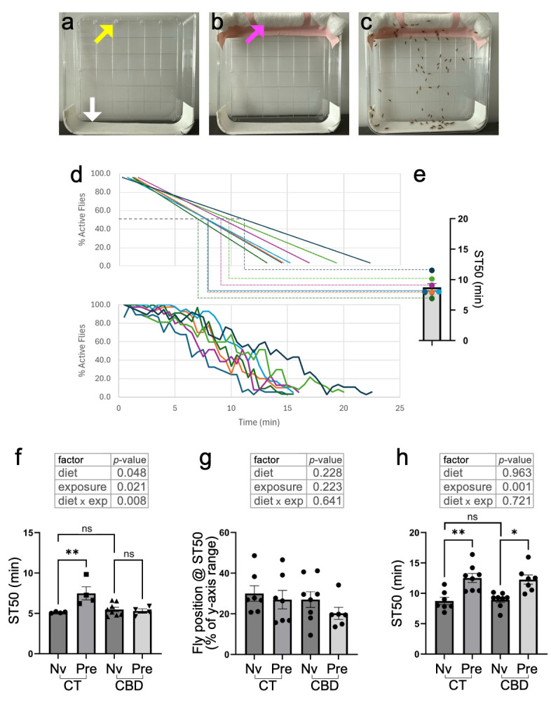 (a) Ethanol sedation cages are prepared by perforating four pinholes near the edge on the back side of a 10cm square Petri dish (yellow arrow), and affixing clear tape to the lateral side on the opposite end (white arrow). This needs to be done only once. (b) Prior to each sedation assay, a 10cm-wide gauze rod is secured with tape to the top of the cage, covering the pinholes (magenta arrow). (c) Example of a picture with flies being exposed to ethanol vapors by soaking the gauze rod with 4mL of ethanol and sealing the cage. All non-sedated flies across pictures were spotted using the multi-selection tool in ImageJ/Fiji, and Y-coordinate values were used to calculate average %Active flies and %Y-climb (as explained in Methods). (d) Raw line plots of %Active flies over time (bottom), and their corresponding linear regressions (top). A standard line equation was used to calculate ST50 values, i.e., the time at which 50% of the flies in a group are projected to become sedated. (e) ST50 values from each student group were pooled as biological replicates for each sample in subsequent statistical analyses. (f) ST50 values of adult flies on a 14-days control (CT) or cannabinoid (CBD) diet, and exposed to ethanol vapors for the first time (naïve, Nv) or following a prior intoxication, 4 hrs earlier (Pre-exposed, Pre). (g) Average position of flies along the y-axis (expressed as % of y-axis range) at their corresponding ST50 times. (h) Comparison of ST50 values across groups as in (f), except that the flies were exposed to cannabinoids (or not) as larvae, not as adults. The top tables in (f) thru (h) show the outcomes of 2-way ANOVAs, testing data across diet (CT or CBD), exposure (Nv or Pre) and their interaction. It should be noted, however, that not all samples passed a Shapiro-Wilk’s test of normality.