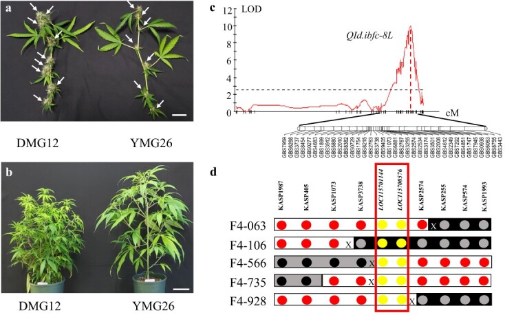 Mapping and positional cloning of QId.ibfc-8 L. a Typical branches of the two parental lines, DMG12 (left) and YMG26 (right). White arrows indicate inflorescences in each cultivar. The scale bar represents 1 cm. b Typical DMG12 and YMG26 plants grown in a greenhouse. The scale bar represents 10 cm. c Mapping of QId.ibfc-8 L, associated with inflorescence development. The GBS markers of a linkage group on chromosome arm 8 L are integrated with the data on inflorescent number from the F2 population. The physical locations of the GBS markers are provided in Supplementary Data S1. The horizontal dashed line represents the threshold log of the odds (LOD) value of 3.0. d Physical map of the crossovers detected in five critical recombinant plants. The primers used for KASP markers are listed in Supplementary Data Table S1. The genotype of each marker for the YMG26 allele, DMG12 allele, or heterozygotes is indicated above the circle representing the marker: red circles for the genotype of YMG26, gray circles for the genotype of DMG12, black circles for the genotype of heterozygotes, and yellow circles for the two candidate genes, LOC115701144 and LOC115700576. X indicates a crossover between markers. CsMIKC1 was delimited between two flanking markers, KASP3738 and KASP2574, in a 138 836-bp genomic region.