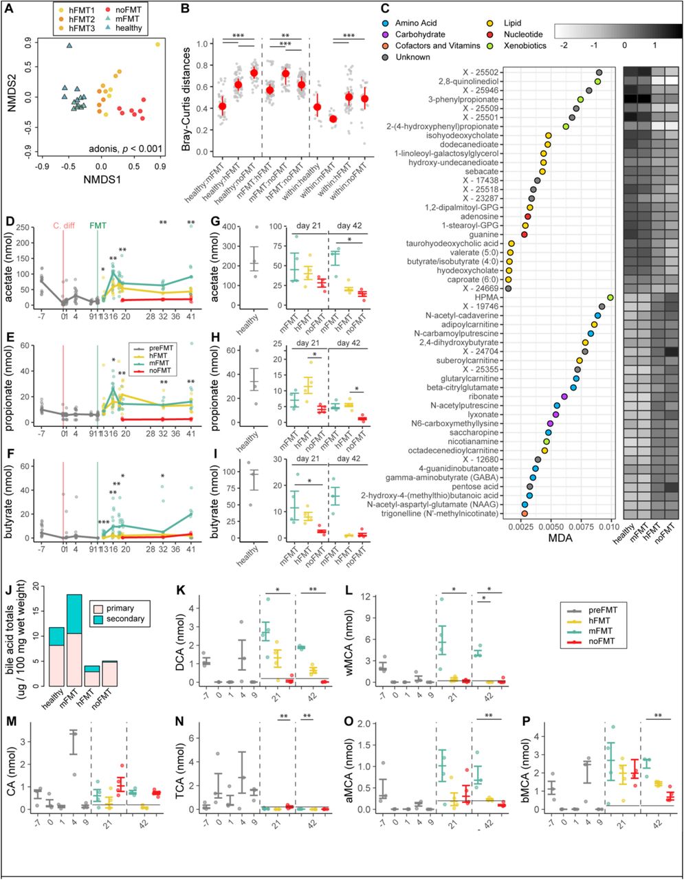 Mice treated with human feces (hFMT) demonstrate differential metabolic recovery.A) Non-metric multidimensional (NMDS) scaling of the Bray-Curtis dissimilarity index calculated from metabolite abundances from untargeted metabolomics in cecal samples of uninfected mice (healthy), mice with rCDI receiving no treatment (noFMT), or treated with human (hFMT1 – 3) or mouse feces (mFMT). PERMANOVA, p < 0.001 calculated across groups (healthy, mFMT, hFMT1 – 3 combined, and noFMT). B) Pairwise Bray-Curtis dissimilarity calculated between (healthy, mFMT, hFMT, and noFMT) and within groups. Statistical significance determined using Kruskal-Wallis test, with a post-hoc Dunn test (*p < 0.01, **p < 0.001, ***p < 0.0001). C) Mean Decrease Accuracy (MDA) of top 25 important metabolites increased or decreased post-FMT from untargeted metabolomics, as identified by Random Forest Analysis. Mean log10-normalized median-scaled and minimum-imputed abundance of each metabolite. Targeted analysis of (D) acetate, (E) propionate and (F) butyrate fecal abundances over time in mice with rCDI treated with mFMT, hFMT, or noFMT. Targeted analysis of cecal (G) acetate, (H) propionate and (I) butyrate abundance at day 21 or 42 post-infection in uninfected mice (healthy; grey) compared to mice with rCDI treated with mFMT, hFMT, or noFMT. J) Total levels of primary and secondary bile acids from targeted metabolomics in the ceca of uninfected mice (healthy) compared to mice with rCDI treated with mFMT, hFMT, or noFMT.. K) Deoxycholic acid (DCA), L) μ-muricholic acid (MCA), M) cholic acid (CA), N) taurocholic acid (TCA), O) α-MCA and P) β -MCA in the same mice. Statistical significance for (D – P) determined using Kruskal-Wallis test, with a post-hoc Dunn test for (G – I, K – P) (*p < 0.05, **p < 0.005, ***p < 0.0005).