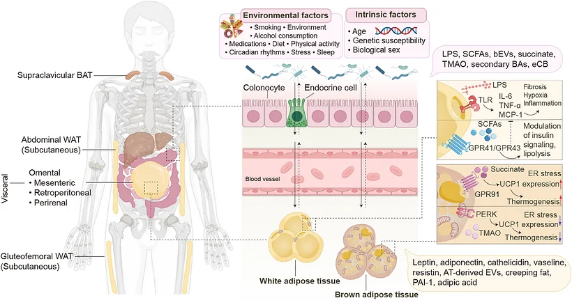 The molecular mechanisms of the gut–adipose tissue axis in the progression of metabolic syndrome. Human adipose tissue comprises distinct anatomical depots: subcutaneous WAT (abdominal and hip/thigh regions), visceral AT (surrounding abdominal organs), and thermogenic BAT and inducible beige adipocytes (primarily supraclavicular). Adipocytes secrete adipokines (leptin, adiponectin, adipsin, visfatin, vaspin, apelin, IL‐6, PAI‐1, FABP‐4) and ADEVs that modulate gut microbial composition. Reciprocally, gut microbiota‐derived factors regulate adipose tissue function: LPS activates TLR signaling to drive WAT inflammation, hypoxia, and fibrosis; SCFAs signal through GPR41/43 to modulate insulin sensitivity and lipolysis; and succinate signals through SUCNR1/GPR91, whereas TMAO‐related pathways may involve ER stress signaling, thereby influencing adipose remodeling and thermogenic regulation.