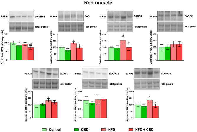 The total expression of proteins involved in the fatty acid synthesis and metabolism: sterol regulatory element-binding protein 1 (SREBP1), fatty acid synthase (FAS), fatty acid desaturase 1 and 2 (FADS1 and FADS2) as well as fatty acid elongase 1, 3, and 6 (ELOVL1, ELOVL3, and ELOVL6) in the red gastrocnemius muscle. The total expressions of the abovementioned proteins are presented as percentage differences compared to the control group which was set as 100%. The data are expressed as mean values ± SD, n = 6 in each group; ap < 0.05 indicates a significant difference: the control group vs. the examined group; bp < 0.05 indicates a significant difference: HFD vs. HFD + CBD.