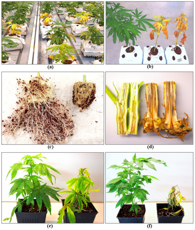 Pythium and Fusarium infection in vegetative plants of cannabis. (a) Symptoms of yellowing of the foliage are indicative of root infection by these pathogens. (b) Death of rooted cuttings due to Fusarium infection. (c) Root development on healthy plant (left) compared to one infected by Fusarium (right). (d) Internal stem discolouration is indicative of infection by Fusarium. (e,f) Infection by Pythium can cause significant stunting of plant growth and death (right) compared to healthy plants (left).
