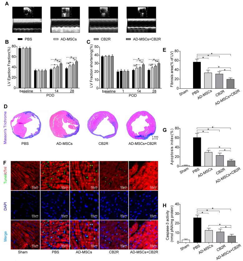 Effects of AD-MSCs and CB2 agonist treatment on post-MI cardiac function, cardiac fibrosis and apoptosisA. Representative M-mode images by echocardiography on POD28. Left ventricle ejection fraction B. and fractional shortening C. were calculated by M-mode echocardiography on baseline, POD 1, 14, and 28(n = 6). *P < 0.05 between indicated groups. D., E. Myocardial fibrosis was determined by Masson’s trichrome staining (n = 6-8, bar = 1 mm). F. Representative TUNEL graphs depicting myocardial apoptosis on POD3. TUNEL-positive cells (green fluorescence), cTnI (red fluorescence), and DAPI-positive nuclei (blue fluorescence), bar = 50μm; G. Graphs summarize apoptosis index calculated by the number of TUNEL-positive nuclei per 100 nuclei from five randomly selected fields and H. Myocardial caspase-3 activity (n = 6-8) was measured. *P < 0.05 between indicated groups.