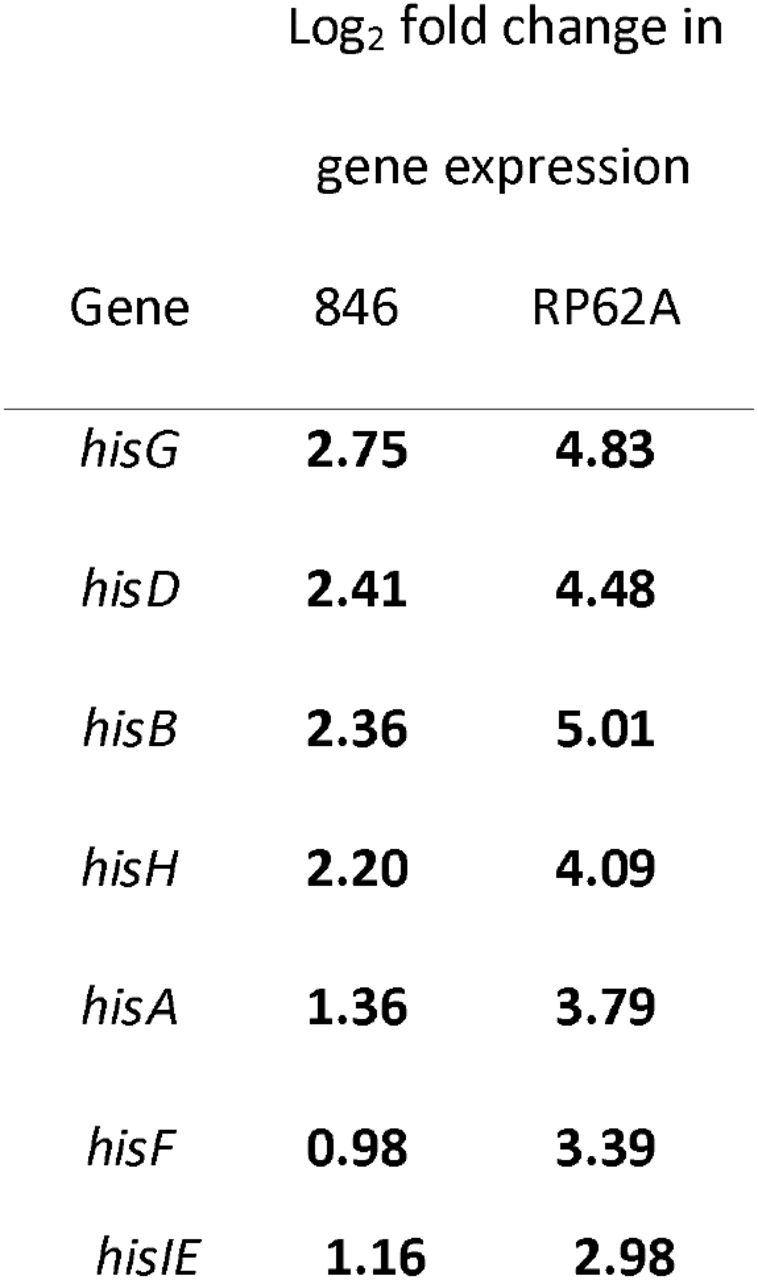Log2 fold change in expression of genes in the his genes after exposure of S. epidermidis strains RP62A and 846 to human synovial fluid compared to a rich medium control, as quantified using DESeq2.Bold text denotes significant result (p adj < 0.05)