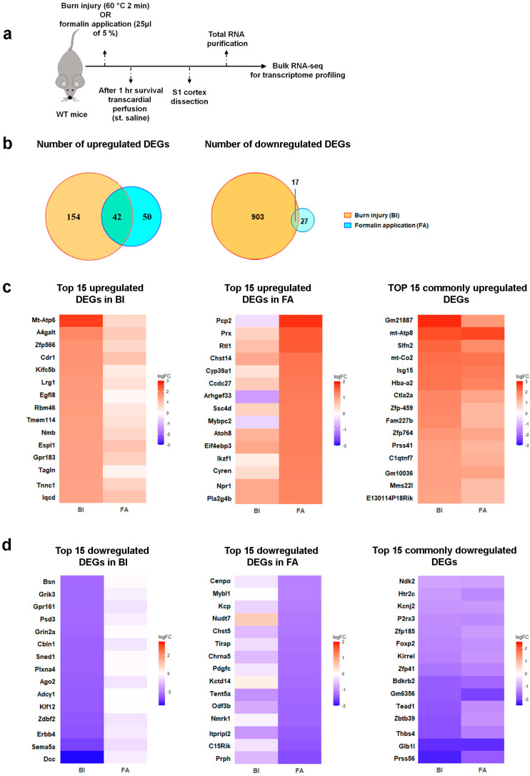 Distinct transcriptomic profiles of the S1 cortex in two pain models. RNA-seq analysis reveals limited overlap in DEGs between burn injury and inflammatory pain models. (a) Schematic representation illustrating the time scale of this experiment. (b) The Venn diagram analysis of DEGs in the S1 cortex illustrates the overlap of DEGs (logFC between −1 and 1, relative to untreated samples) between the BI model and the formalin-induced inflammatory pain model. The intersections represent DEGs commonly dysregulated in response to these painful conditions. (c) The heatmap of RNA-seq data illustrates the top 15 upregulated DEGs in the S1 cortex following burn injury (BI, shown in the left panel) or formalin application (FA, seen in the middle panel). The panel on the right lists 15 commonly upregulated DEGs across the pain models (out of the 42 genes shown in the intersection of the above Venn diagram). In each panel, color-coded expression values of identical genes are displayed side by side to compare the two pain models. Blue indicates downregulated genes, while warm colors represent upregulated ones. (d) This heatmap of RNA-seq data illustrates the top 15 downregulated DEGs in the S1 cortex following burn injury (BI, on the left panel) or formalin application (FA, in the middle panel). The right panel lists 15 (out of 17) commonly downregulated DEGs across the pain models. In each panel, the expression values of identical genes are color-coded and displayed side by side to compare the two pain models. Blue indicates downregulated genes, while warm colors indicate upregulated ones. Supplementary Tables S1–S3 detail the molecular functions and biological processes related to the top 15 up- and downregulated DEGs.