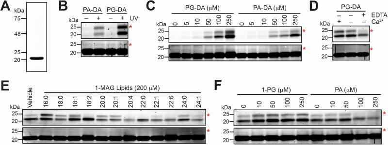 Biochemical characterization of HPCA as a putative MAG protein ligand.A A representative Coomassie gel showing the purity of recombinant N-terminal 6x-His tagged mouse HPCA from E. coli using affinity chromatography. (B) The UV-dependent preferential binding of the PG-DA probe to recombinantly purified mouse HPCA. In this experiment, the HPCA and lipid probe (PG-DA or PA-DA) concentrations were 10 μM and 10 μM respectively. (C) The dose-dependent binding of the PG-DA probe (0 – 250 μM) or the PA-DA probe (0 – 250 μM) to recombinantly purified mouse HPCA (10 μM). This experiment also shows that at comparable probe concentrations, relative to the PA-DA probe, the PG-DA probe binds much better to HPCA. (D) The effect of excess calcium (CaCl2, 100 μM), or EDTA (100 μM) on the binding of the PG-DA probe (10 μM) to recombinantly purified mouse HPCA (10 μM). (E) The effect of incubating different 1-MAG variants (200 μM) on the binding of the PG-DA probe (10 μM) to recombinantly purified mouse HPCA (10 μM). (F) The effect of incubating increasing concentrations of 1-PG (0 – 250 μM) or PA (0 – 250 μM) on the binding of the PG-DA probe (10 μM) to recombinantly purified mouse HPCA (10 μM). For all representative gels shown in (B–F), the top panel shows the in-gel fluorescence, while the bottom panel is the Coomassie staining as the loading control for that respective gel. For all representative gels shown in (B–F), the red asterisk denotes the minor form of HPCA at 25-kDa in both gels. For all representative gels shown in (B–F), the Coomassie gel requires over-exposure to visualize this minor band of HPCA. For all gels shown in (B–F), the UV exposure time was 6 mins. All experiments shown in this figure (A–F), were done at least three times with reproducible results each time.