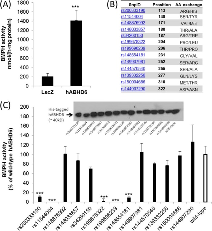 Activity of human ABHD6 and mutant variants of the enzyme. A, the coding sequence of hABHD6 was cloned into a mammalian expression vector (pcDNA4/HisMaxC), and the protein was expressed in COS-7 cells. Mutations were introduced by site-directed mutagenesis. For enzymatic assays, cell lysates (1000 × g supernatant) were incubated with BMP(S,S), and FFA release was determined. Lysates obtained from cells expressing β-galactosidase (LacZ) were used as a negative control. B, selected mutations of hABHD6 as reported by the NCBI dbSNP database (http://www.ncbi.nlm.nih.gov/projects/SNP). C, BMPH activity of wild-type hABHD6 and mutant variants of the enzyme. Data are expressed as percent activity of wild-type hABHD6 and were normalized to the expression levels of His-tagged proteins. The activity detected in lysates of LacZ-expressing cells was set as blank. Inset, Western blot of His-tagged variants using an anti-His antibody. Data are presented as mean ± S.D. ***, p < 0.001; analysis of variance.