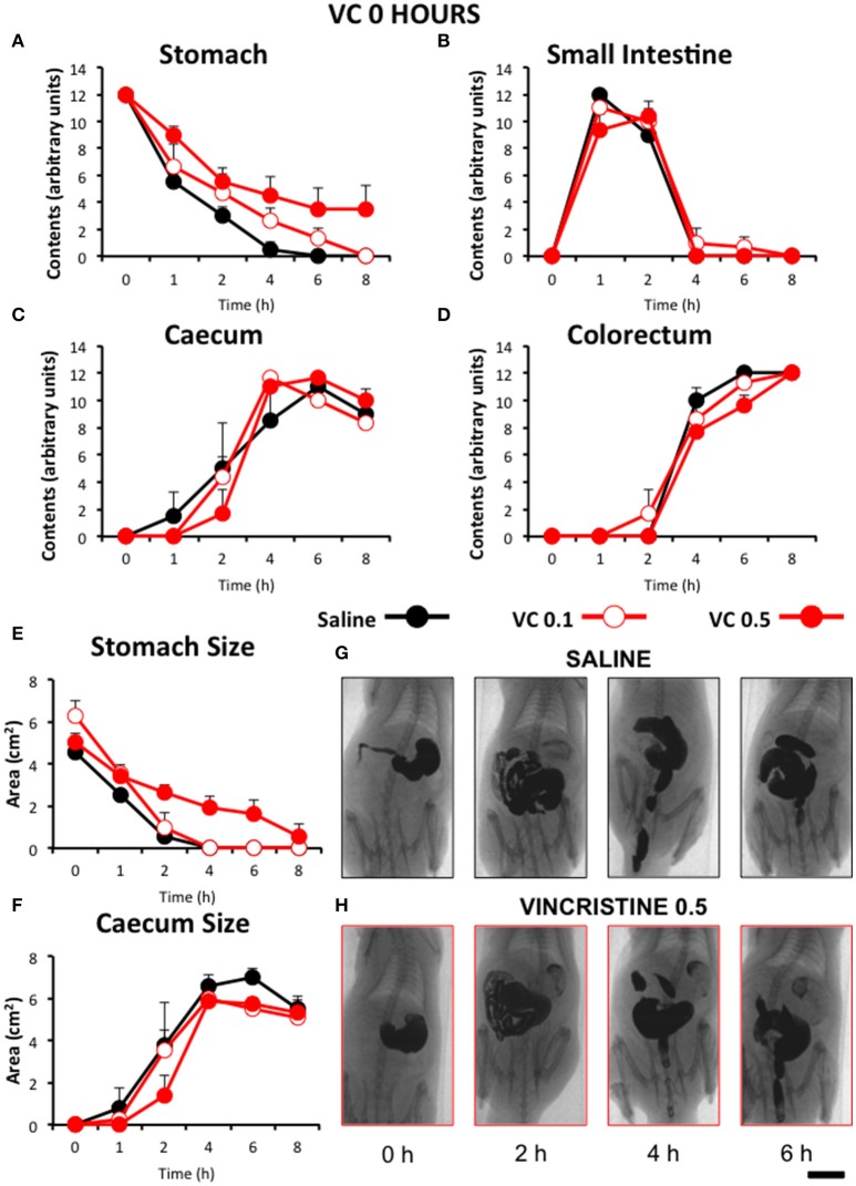 Effect of vincristine immediately after administration on gastrointestinal motor function in the rat. Gastrointestinal motor function was evaluated by radiological methods (see text) in: (A) stomach (gastric emptying); (B) small intestine; (C) caecum and (D) colorectum. Rats were injected intraperitoneally (i.p.) with: saline (1–2 ml/kg) or vincristine at 0.1 (VC 0.1) or 0.5 mg/kg (VC 0.5). Barium sulfate (2.5 ml, 2 g/ml) was intragastrically administered immediately after drug administration and X-rays were taken 0–8 h after. The size of stomach (E) and caecum (F) was determined with Image J. Data represent mean ± SEM (two-way ANOVA followed by post-hoc Bonferroni multiple comparison test). (G,H) Representative images of animals treated with saline and VC 0.5, taken at different times throughout the experiment. n = 8 each group. Scale bar: 23 mm.