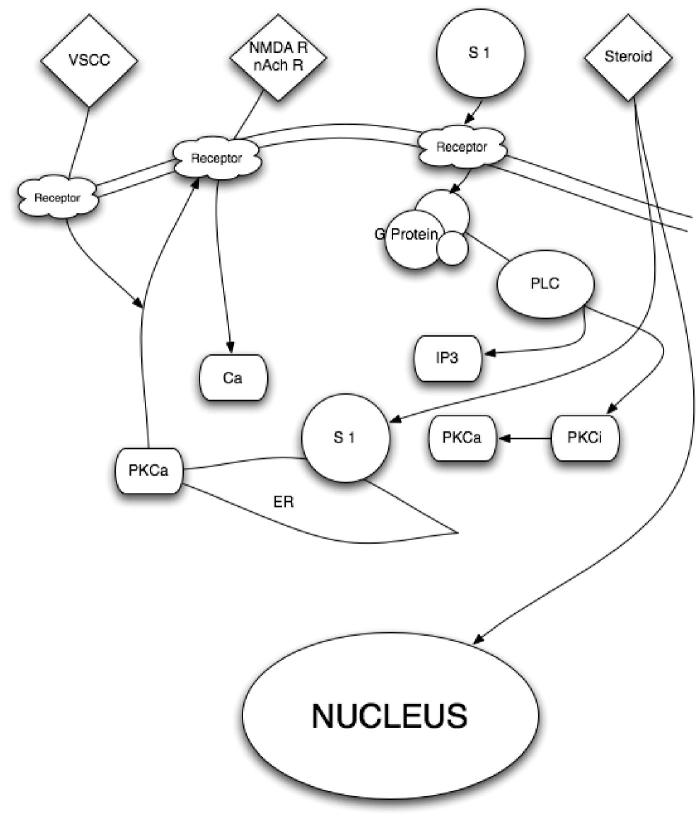 Putative biological action of the σ1R on neuronal function. PLC – phospholipases C; PKCa – protein kinase C alpha; PKCi – protein kinase C inhibitor; S 1 – sigma1 receptor; IP3 – inositol triphosphate; nAch – nicotinic acetylcholine; nAchR – nicotinic acetylcholine receptor; NMDAR – N-methyl-d-aspartate receptors; Ca – calcium; VSCC – voltage-sensitive calcium channels. Once a neuron has been activated, e.g. via Glu or acetylcholine, a concomitant influx of Ca2+ and [Ca2+]i mobilization occur, facilitated by the activation of the endoplasmic-reticulum-bound σ1R, which is also triggered by numerous xenobiotics and steroids. The subsequent activation of PLC and the recruitment of the PKCs from its inactive form [PKCi] to its active form [PKCa], which is translocated to the plasma membrane, result in the activation of various enzymatic processes, as well as the phosphorylation of membrane-bound neurotransmitter receptors. In turn, the σ1R translocates to the plasma membrane where it decreases the excitatory neurotransmitter-induced Ca2+ influx.