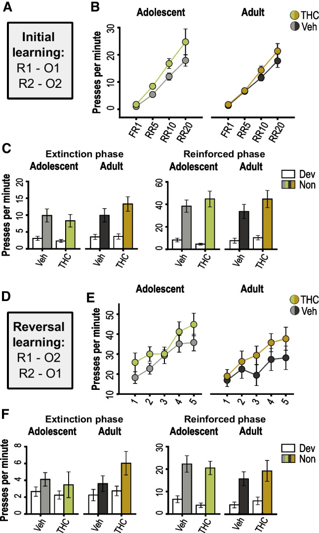 Acquisition and goal-directed control of instrumental reward-seeking behavior. A Instrumental response-outcome contingencies used during initial training. B Response rates during initial training plotted as an average for each reinforcement schedule. C Response rates during the extinction (left) and reinforced (right) phases of the initial round of reward devaluation testing, plotted separately for the actions associated with the devalued (Dev) and nondevalued (Non) outcomes, as indicated. D Instrumental contingencies used during reversal training. E Response rates during reversal training sessions. F Response rates during the second round (post-reversal) of reward devaluation testing, as above. Data are shown as mean ± SEM for groups previously exposed to THC or vehicle (Veh) as adolescents or adults, as indicated. FR, fixed ratio; RR, random ratio