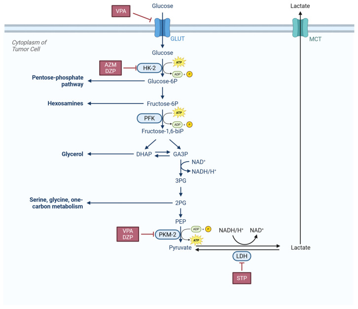 CNS tumor cells upregulate several molecule transporters (GLUT, MCT) and metabolic enzymes (HK, PFK, PKM, LDH), featuring aerobic glycolysis and lactate secretion (Warburg effect). VPA, AZM, DZP and STP inhibit some of these transporters and enzymes to disrupt tumor cells’ glycolysis metabolism. Abbreviations: VPA, Valproic acid; AZM, Acetazolamide; DZP, Diazepam; STP, Stiripentol; GLUT, Glucose Transporter; HK-2, Hexokinase-2; PFK, Phosphofructokinase; DHAP, Dihydroxyacetone phosphate; GA3P, Glyceraldehyde-3-phosphate; 3PG, 3-phosphoglycerate; 2PG, 2-phosphoglycerate; PEP, Phosphoenolpyruvate; PKM-2, Pyruvate kinase isozyme type M2; NAD, Nicotinamide adenine dinucleotide; MCT, Monocarboxylate transporter.