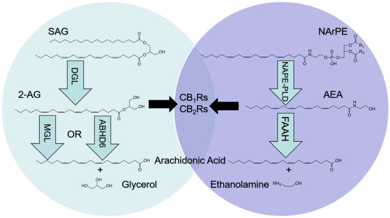 Metabolism of endocannabinoids (eCBs). The eCBs, 2-arachidonoyl-sn-glycerol (2-AG) and arachidonoyl ethanolamide (AEA), activate cannabinoid receptor subtype-1 (CB1Rs) and subtype-2 (CB2Rs) located in cells throughout the body; however, metabolic pathways are not shared. 2-AG is produced following hydrolysis of the 2-AG precursor, 1, stearoyl,2-arachidonoyl-sn-glycerol (SAG), by diacylglycerol lipase (DGL). 2-AG is degraded by monoacylglycerol lipase (MGL) and alpha/beta hydrolase domain-6 (ABHD6) into arachidonic acid (AA) and glycerol (left). AEA is produced following hydrolysis of the AEA precursor, N-arachidonoylphosphatidylethanolamide (NArPE), by N-acylphosphatidylethanolamide phospholipase D (NAPE-PLD). AEA is degraded by fatty acid amide hydrolase (FAAH) into AA and ethanolamine (right).