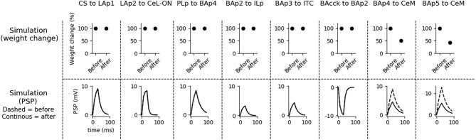 Effects on synaptic plasticity of DSI blockade in BA during extinction. If DSI is inactivated during extinction, plasticity is severely compromised at the synapses PLp-BAp4, BAp2-ILp, BAp3-ITC, and BAcck-BAp2 (compare these results with Figure 4).