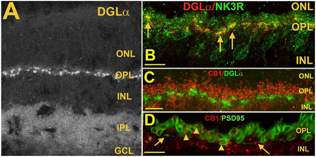 Postsynaptic diacylglycerol lipase α (DGLα) in Type 1 OFF cone bipolar cells, is juxtaposed to presynaptic CB1 in photoreceptor terminals. (A) DGLα staining in the mouse retina. (B) DGLα (red) colocalizes with post-synaptic terminals of Type 1 OFF bipolar cells, as marked by NK3R (green, arrows). (C) Flattened Z-series indicates CB1 (red) closely juxtaposes distal to DGLα (green), consistent with rod spherule and cone pedicle localization. (D) CB1 (red) costaining with PSD95, which outlines rod spherules (arrows) and cone pedicles (angled arrows) shows CB1 present within terminals of both rod and cone photoreceptor terminals. Scale bars: (A): 50 μm; (B–D): 25 μm. Adapted from Hu et al. (2010).
