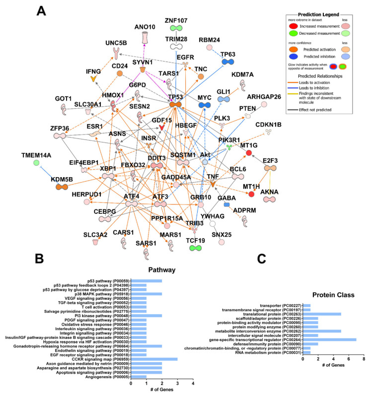 Common gene expression changes in CBD-treated SK-N-BE (2) neuroblastoma cells, hepatocellular carcinoma cells, and primary glioma stem cells. (A) Gene expression data were obtained from the NCBI GEO Database Series GSE151512 for SK-N-BE(2) cells, Series GSE179661 for hepatocellular carcinoma (HepG2 and MHCC97H), and Series GSE57978 for glioma stem cells. SK-N-BE (2) cells were treated with 20 µM CBD or vehicle (ethanol) for 24 h (n = 4). Three primary glioma stem cell lines were cultured as neurospheres and treated with 2 µM CBD or vehicle (ethanol) for 48 h (n = 3). Hepatocellular carcinoma cells were treated with 40 µM CBD for 24 h (n = 2). Significantly differentially expressed genes in each dataset were compared (p ≤ 0.05). Ingenuity Pathway Analysis (IPA Qiagen) was used to create a network of known interactions between the differentially expressed genes common to both studies. The average fold change of common differentially expressed genes is shown. (B) Functional gene ontology classification of genes shown in (A) according to their gene ontology “Pathway” or (C) “Protein class” terms (pantherdb.org). # = number.
