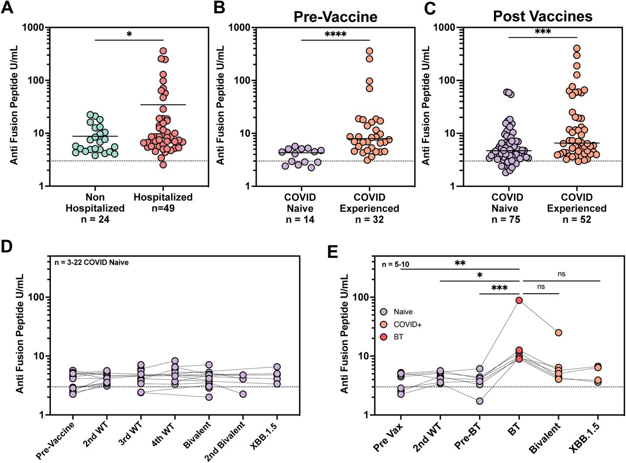 Fusion peptide antibodies develop in response to natural infection.(A) Anti-Fusion Peptide ELISA for a cohort of COVID-experienced pre-vaccination timepoints split into non-hospitalized and hospitalized (average of n = 2 technical replicates). Limit of detection line is defined as the background binding of a negative control antibody to the FP for that experiment. Because the data did not follow a normal distribution (Shapiro-Wilk p < 0.001), differences between these groups were analyzed using the Mann-Whitney U test (two-tailed). * = P<0.0332.(B) Anti-Fusion Peptide ELISA (average of n = 2 technical replicates) for pre-vaccination serum samples for donors who were naïve or who had been infected with COVID. A Mann Whitney Two tailed T-test was performed to assess significance. ****= P<0.0001.(C) Anti-Fusion Peptide ELISA (average of n = 2 technical replicates) for post-vaccination serum samples for donors who were naïve after 2-6 vaccines or who were COVID-experienced at the timepoint and had received between 2-6 vaccines. A Mann Whitney Two tailed T-test was performed to assess significance. ***= P<0.0002.(D) Fusion peptide ELISA (average of n = 2 technical replicates) was performed for a cohort of COVID naïve donors at various stages of vaccination. No significance was seen between groups in the development of FP specific antibodies. Limit of detection line is defined as the background binding of a negative control antibody to the FP for that experiment.(E) Anti-Fusion Peptide ELISA (average of n = 2 technical replicates) for longitudinal timepoints of donors who had a breakthrough infection between 2nd vaccine and bivalent. Pre-Breakthrough (Pre-BT) indicates the time point closest to breakthrough infection (BT) timepoint. A Kruskal Wallis one-way ANOVA was performed with Dunn’s correction for multiple comparisons (* = P<0.0332, ** = P<0.0021, ***= P<0.0002, ****= P<0.0001). For A-E U/mL is defined as the reactivity seen by 1 µg/mL of 76E1 antibody. Cutoffs were determined by binding of a negative control antibody (2A10).