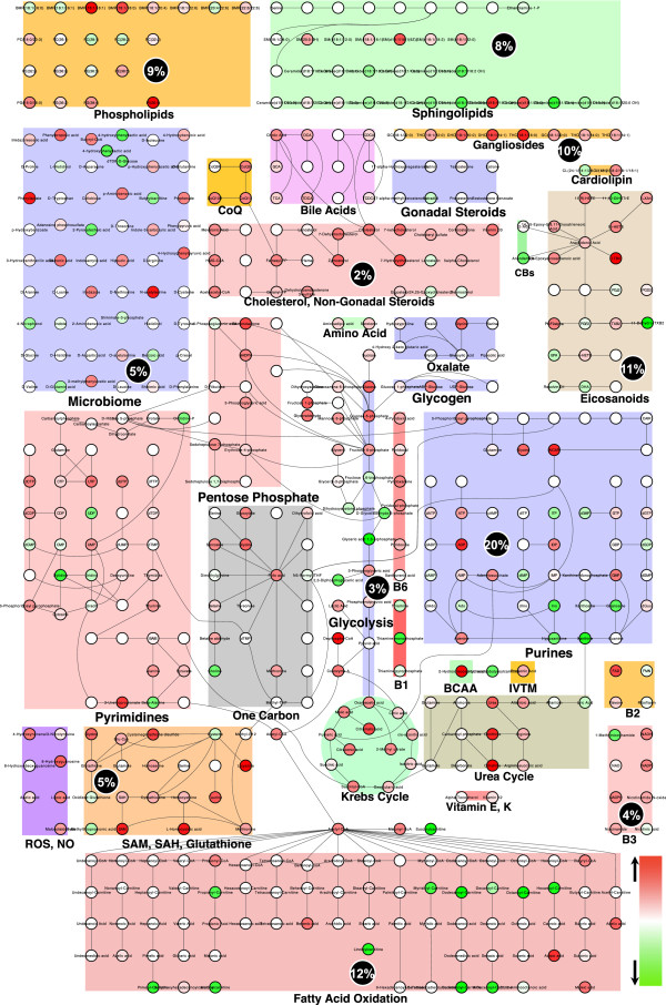 Cytoscape visualization of the metabolic pathways altered by antipurinergic therapy in the Fragile X mouse model. Twenty-six of the 60 biochemical pathways interrogated in our metabolomic analysis are illustrated. See Additional file 1: Tables S2 and S3 for complete listing of pathways and discriminating metabolites, respectively. The fractional contribution of each of the top 20 pathways altered by suramin treatment is indicated as a percentage of the total variable importance in projection (VIP) score in the black circles. Purine metabolism contributed 20% of the top ranked VIP scores, followed by fatty acid oxidation (12%), eicosanoids (11%), gangliosides (10%), phospholipids (9%), and 15 other biochemical pathways as indicated. Smaller circles indicate the metabolites in each pathway, quantified by z-score. Metabolites in red were increased. Metabolites in green were decreased by treatment with suramin. Age 25 weeks, N = 9-11 per group.