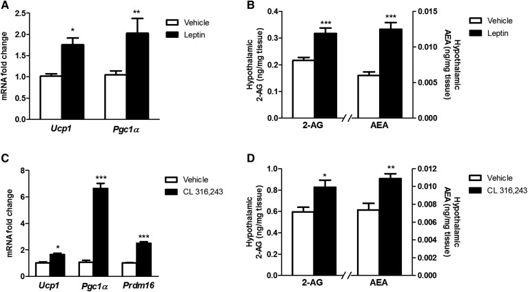 Hypothalamic eCB levels and BAT thermogenesis in response to acute icv leptin (A, B) or to ip injection of the β3-adrenoreceptor agonist CL 316,243 (C, D) in lean mice fed a chow diet. Relative mRNA expression of the thermogenic markers in BAT samples after 4 h of icv leptin (A) or ip CL 316,243 administration (C). Concentration of 2-AG and AEA in the hypothalamus of mice after 4 h of icv leptin (B) or ip CL 316,243 administration (D). Statistical significance was determined by ANOVA and Bonferroni posttest. Error bars represent SEM (n = 8–12). *P < 0.05; **P < 0.01; ***P < 0.001 versus vehicle.