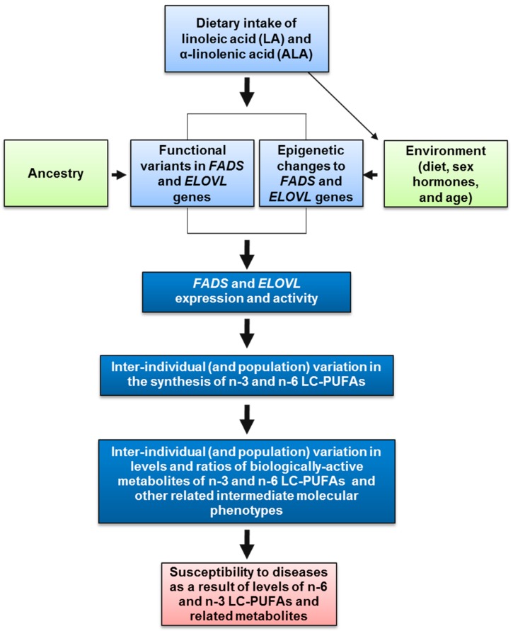Anatomy of gene-diet interactions leading to n-6 LC-PUFA excesses and n-3 LC-PUFA deficiencies. Dietary intake of n-3 and n-6 18C-PUFAs, ALA and LA, respectively, interact with FADS or ELOVL genetic and epigenetic variation (that impacts FADS or ELOVL expression or resultant activity) to determine circulating and cellular levels of n-3 and n-6 LC-PUFAs. These interactions can result in an unhealthy balance of LC-PUFAs, with excess levels of n-6 LC-PUFAs or deficiencies of n-3 LC-PUFAs.