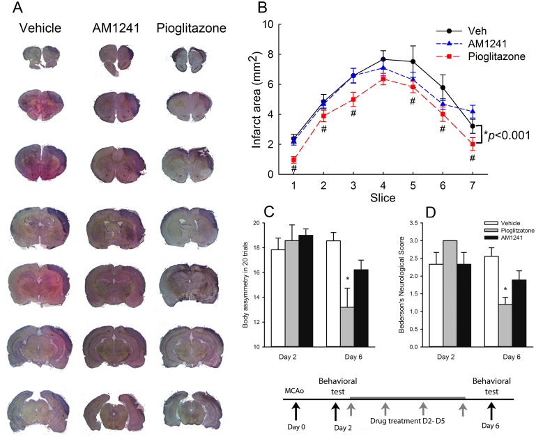 Post-stroke treatment with pioglitazone reduced brain infarction and neurological deficits in stroke rats.AM1241, pioglitazone, or vehicle was given to rats from days 2 to 5 after a 60-min MCAo. (A) Animals were sacrificed on day 6 after MCAo for H&E staining. Brain infarction was found in the lesioned side (right) cortex all stroke rats. Treatment with pioglitazone reduced the size of infarction. (B) The area of infarction in brain slices was quantified every 2 mm from the rostral end. Post treatment with pioglitazone significantly reduced brain lesion. No difference was found between vehicle and AM1241 treatment groups. (C) Body asymmetry was examined using an elevated body swing test in 20 trials per each animal on days 2 (before drug treatment) and 7 (one day after 4-day drug treatment). All animals demonstrated close to 90% body asymmetry at 2 days after MCAo. No difference was found amongst groups before treatment. After treatment with pioglitazone, there was a significant reduction in body asymmetry (p = 0.006). AM1241 did not significantly alter body asymmetry on day 6 (p = 0.158). (D) Bederson’s neurological test was carried out on days 2 and 6 after MCAo. No difference was found prior to drug treatment on day 2 (p = 0.127). Treatment with pioglitazone significantly reduced Bederson’s score on day 6 post-MCAo (p = 0.001). AM1241 did not alter Bederson’s neurological scores on day 6. (#p<0.05, two-way ANOVA; * p<0.05, one way ANOVA).