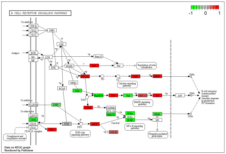 Kyoto Encyclopedia of Genes and Genomes B Cell receptor signaling pathway rendered by pathview. Colored boxes represent differentially expressed genes found in this pathway. The colorbar indicates scaled log2-fold-change values in gene expression of amygdala pyramidal neurons of AV over BA mice.