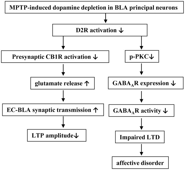 The hypothesis of molecular mechanisms underlying the MPTP-reduced dopaminergic afferent in BLA to induce affective disorder. ↑: increase; ↓: decrease.
