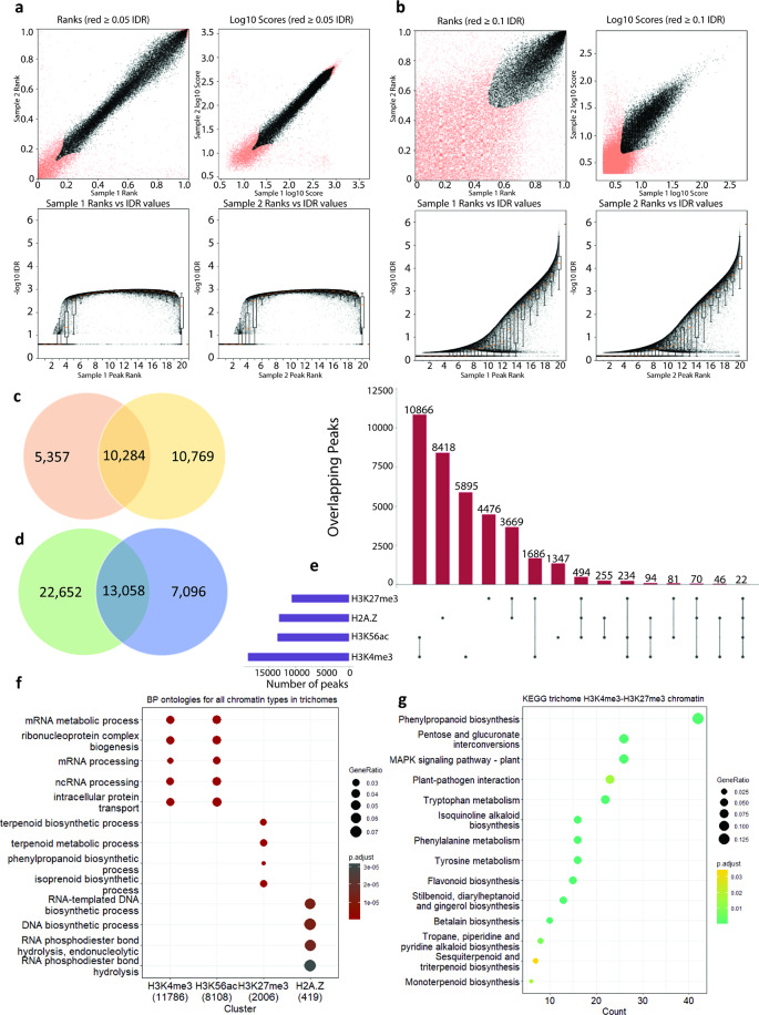 Identification of high confidence, replicable, histone mark loci, and their general functional associations in glandular trichomes. Replicable peaks (black points) for (a) H3K4me3 narrow peaks and (b) H3K56ac mixed peak type in glandular trichomes were determined by applying irreproducible discovery rate (IDR) analysis, comparing peak ranks by significance value between sample panels show good replicability plotted by both sample peak ranks (top panels) and corresponding -log10 q-value of peak enrichment vs. sample rank (bottom panels) indicates the strength of enrichment (-log10 q-value) across ranked list. H3K4me3 showed extremely high replicability with the majority of peaks displaying strong enrichment across lower ranks (bottom panel) yielding 19,704 replicable peaks, and H3K56ac and showed good replicability yielding 13,590 replicable peaks. Replicable broad peaks determined via the intersection of replicates for (c) H3K27me3 and (d) H2A.Z yield 10,284 and 13,058 replicable peaks respectively for glandular trichomes. (e) Upset plot of the replicable peak type data showing the relationships, by means of physical intersection of the various chromatin types throughout the glandular trichome epigenome. (f) Biological process ontologies enriched in glandular trichomes for each H3K4me3, H3K56ac, H3K27me3, and H2A.Z. (g) KEGG ontology analysis of supposed bivalent chromatin H3K4me3-H3K27me3 in glandular trichomes