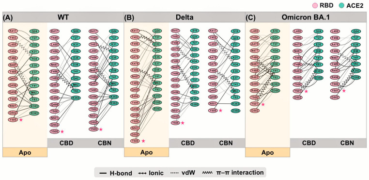 Protein–protein interaction analysis using the RING. (A) binding between WT RBD and ACE2, (B) Delta RBD and ACE2, and (C) Omicron BA.1 and ACE2. Pink asterisks indicate the key hotspot residues highlighted in the interaction-network analysis, particularly Y505 in WT/Delta and N501Y in Omicron BA.1.