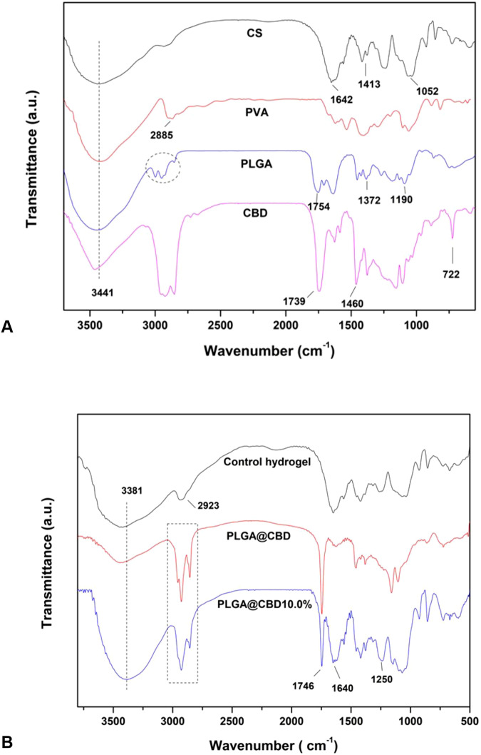 A FTIR spectra of the precursors CS, PVA, PLGA, and CBD. B FTIR spectra of PLGA@CBD microparticles, control hydrogel, and PLGA@CBD10.0% hydrogel