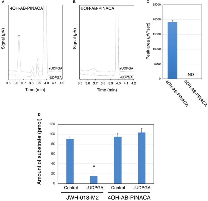 Glucuronidation of 4OH- and 5OH-AB-PINACA in human liver microsomes (HLMs). 4OH-AB-PINACA (A) and 5OH-AB-PINACA (B) were incubated for 90 min with HLMs in the presence or absence of UDPGA. The terminated reaction mixtures were subjected to the UPLC analysis and the eluent was monitor with a UV detector at 300 nm and chromatograms presented. (C) The peak area of the glucuronide was estimated from the triplicate determinations. The data are presented as mean value ± SD. ND, not detected. (D) Comparison of glucuronidation of JWH-018-M2 and 4OH-AB-PINACA with HLMs. JWH-018-M2 and 4OH-AB-PINACA (5 μM) were incubated for 90 min with HLMs in the presence or absence of UDPGA. The terminated reaction mixtures were subjected to the UPLC analysis and the eluent was monitor with a UV detector at 300 nm. The remaining amount of the substrates was quantified by using standard curves of JWH-018-M2 and 4OH-AB-PINACA. The data was shown as mean value ± SD. ∗P < 0.001.