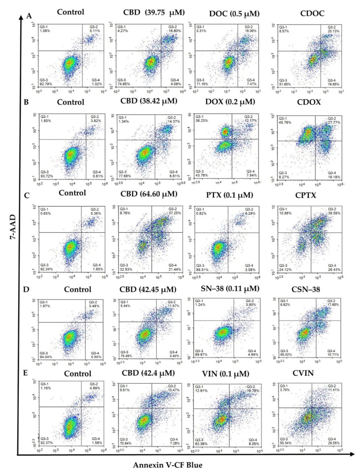 Flow cytometric assessment of the apoptotic profiles of MCF7 cells after 24 h of treatment with cannabidiol, chemotherapeutic drugs, and their synergistic combinations (A–E). The images are representative of three separate experiments. CBD = cannabidiol: DOC = docetaxel: DOX = doxorubicin: PTX = paclitaxel: SN−38: VIN = vinorelbine. (A) CDOC = CBD + DOC, (B) CDOX = CBD + DOX, (C) CPTX = CBD + PTX, (D) CSN–38 = CBD + SN–38, (E) CVIN = CBD + VIN. Cells were treated with the monotherapies, combinations, and vehicle control (0.5% DMSO), and detected using antibodies against Annexin V-CF Blue and the reporter 7AAD after 24 h of treatment. Raw data are available in Table S3.