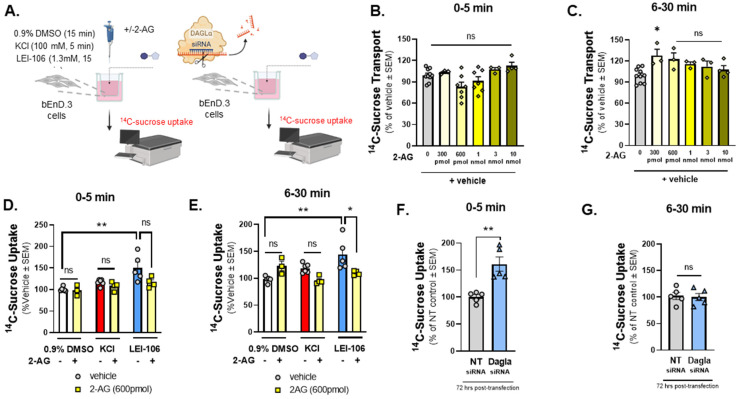 14C-Sucrose transport through the bEnd.3 monolayer was increased after the blockade of DAGLα. The bEnD.3 endothelial cells were cultured on a trans-well insert, then treated with an increasing amount of 2-AG (0–10 nmole). In a separate experiment, cells were treated with LEI-106 (1.3 mM) or vehicle (0.9% DMSO in media) with or without 2-AG (600 pmol) for 15 min. KCl pulse (100 mM, 5 min) was used as a positive control. Following treatment, luminal media was replaced with fresh media containing 14C-sucrose (0.25 µCi/mL). Abluminal media was collected at 5 min and 30 min post-treatment and subjected to measure radioactivity with a liquid scintillation counter. 14C-sucrose uptake assay was performed 72 h after transfection of DAGLα siRNA or non-targeting control. 14C-sucrose (0.25 µCi/mL) was added to the luminal side, abluminal media was collected at two time-points (5 min and 30 min), and then radioactivity was measured. (A) Schema of experimental setting. (B) 2-AG treatment at any dose did not cause a significant change in 14C-sucrose uptake at 5 min time-point compared to vehicle control (2-AG at any dose vs. vehicle: p > 0.05, F(5,28) = 4.010, as assessed by one-way ANOVA with Bartlett’s test) All data represent the % of vehicle-treated ± SEM (n = 3–10/group). ns = non-significant. (C) A significant increase in 14C-sucrose uptake after 300 pmol of 2-AG treatment was observed at 6–30 min time-point compared to vehicle control (2-AG-300 pmol vs. vehicle: p = 0.0172, 2-AG at other doses vs. vehicle: p > 0.05, F(5,20) = 3.879, as assessed by one-way ANOVA with Bartlett’s test) All data represent the % of vehicle-treated ± SEM (n = 3–10/group). ns = non-significant, * p < 0.05. (D) LEI-106 (1.3 mM) increased the 14C-sucrose uptake at 5 min time-point compared to vehicle control, indicating the presence of paracellular leak (LEI-106 vs. vehicle: p = 0.0033, t(9) = 3.965 as assessed by unpaired t-test). The application of 2-AG did not significantly reduce the elevated sucrose uptake induced by LEI-106 (LEI-106 vs. LEI-106 + 2-AG: p = 0.0797, t(7) = 2.049 as assessed by unpaired t-test). All data represent the % of vehicle-treated ± SEM from three-four independent experiments using 4 trans-well inserts/group. ** p < 0.01 compared to vehicle control. ns = non-significant. (E) Increased 14C-sucrose uptake was also observed at the 30 min time-point after LEI-106 treatment (LEI-106 vs. vehicle: p = 0.0092, t(8) = 3.415 as assessed by unpaired t-test). 2-AG treatment significantly mitigated the increase in sucrose uptake caused by DAGLα inhibition (LEI-106 vs. LEI-106 + 2-AG: p = 0.05, t(7) = 2.273 as assessed by unpaired t-test). All data represent the % of vehicle-treated ± SEM from three-four independent experiments using 4 trans-well inserts/group. * p < 0.05, ** p < 0.01 compared to corresponding controls. (F) Silencing of DAGLα significantly increased the sucrose uptake in the first 5 min, compared to non-targeting control, suggesting reduced barrier integrity caused by genetic inhibition of DAGLα (DAGLα siRNA vs. non-targeting siRNA: p = 0.0022, t(8) = 4.420 as assessed by unpaired t-test, n = 5). Data are shown mean ± SEM. ** p < 0.01, compared to the non-targeting control. (G) No significant difference between DAGLα siRNA and control was observed at the later time-point (6–30 min) (DAGLα siRNA vs. non-targeting siRNA: p = 0.8204, t(8) = 0.2347 as assessed by unpaired t-test, n = 5). Data are shown mean ± SEM. ns = non-significant, compared to the non-targeting control.