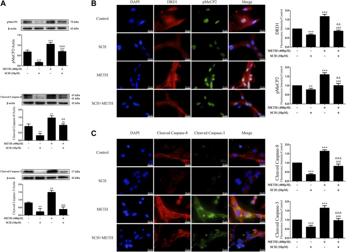 Protein levels and colocalization in neurons incubated with SCH23390 and/or METH. (A) Levels of pMeCP2 and apoptosis-related proteins. (B) DRD1 and pMeCP2 levels and their colocalization. (C) Cleaved caspase-8 and cleaved caspase-3 levels and their colocalization. ** p < 0.01 or *** p < 0.001 compared with control group, ## p < 0.01 or ### p < 0.001 compared with METH group, && p < 0.01 or &&& p < 0.001 compared with SCH23390 group; Tukey HSD post-hoc comparison after significant ANOVA.