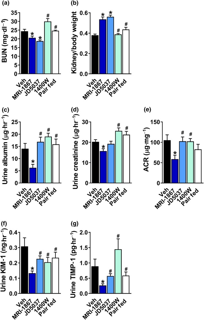 A greater efficacy of MRI‐1867 in restoring kidney function in diet‐induced obese mice in comparison with peripheral CB1 receptor blockade, inducible NOS inhibition, or pair feeding. MRI‐1867 or JD5037 treatment reduced (a) BUN levels and (b) the kidney‐to‐body weight ratio. Only MRI‐1867 was effective in reducing urinary (c) albumin, (d) creatinine, and (e) the albumin‐to‐creatinine (ACR) ratio, as well as the urinary secretion levels of (f) kidney injury marker 1 (KIM‐1) and (g) tissue inhibitor of metalloproteinase 1 (TIMP‐1). Data represent the mean ± SEM from 7 to 14 mice per group. * P < .05, significantly different from diet‐induced obese animals treated with Veh; # P < .05, significantly different from diet‐induced obese mice treated with MRI‐1867; one‐way ANOVA, followed by a Bonferroni post hoc test