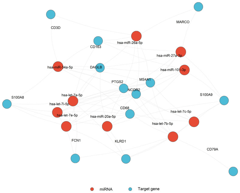 miRNA–target gene regulatory network of the SCI–ECS immune panel. The network was generated from miRNet-derived miRNA–target interactions using the predefined 28-gene SCI–ECS immune panel as input. Red nodes represent the top 10 miRNAs ranked by the number of targeted panel genes, whereas blue nodes represent target genes within the panel. Gray edges indicate reported miRNA–target interactions retrieved from miRNet interaction data. The network is presented as a regulatory annotation map and does not imply experimentally validated regulation in SCI tissue.