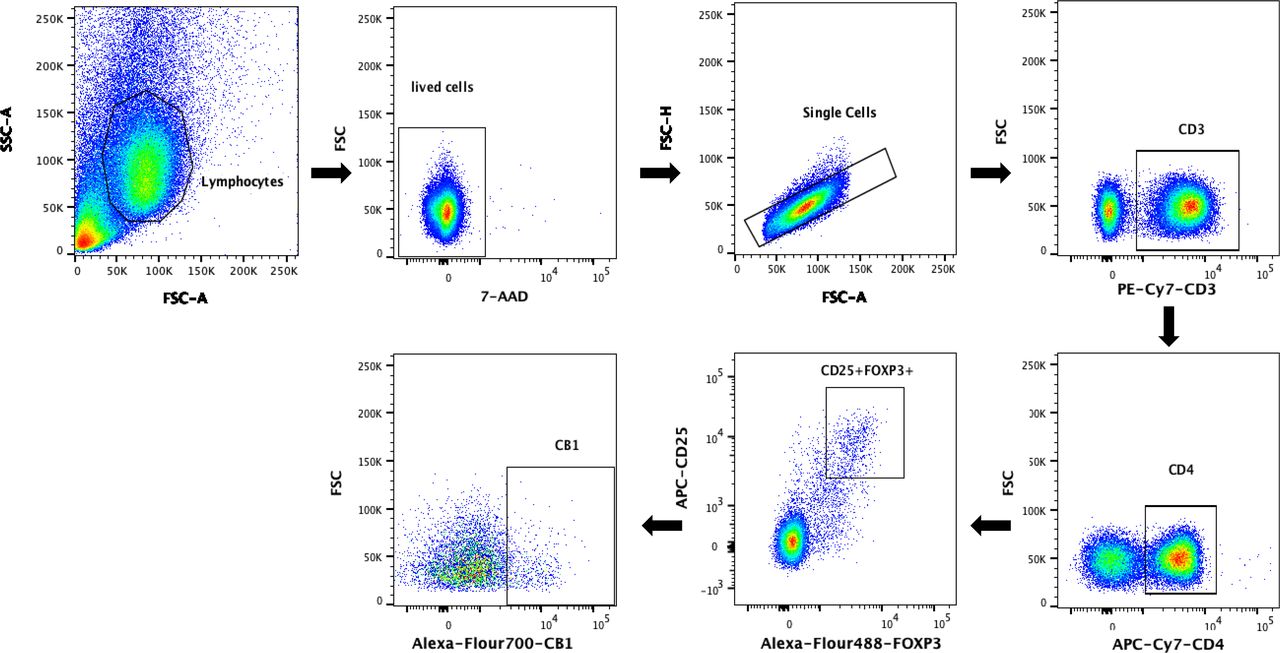 Gating strategy to assess FoxP3+CB1+ cells