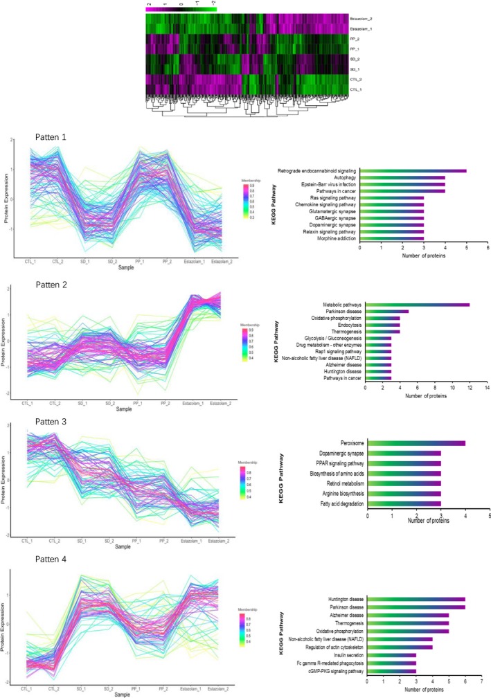 Clustering and KEGG pathway annotation of protein expression pattern based on protein expression level. A, Heatmap of all 353 DEPs resulted from proteomic experiment. B, DEPs were separated to five clusters by protein expression pattern analysis. C, KEGG pathway statistics of proteins in five expression patterns