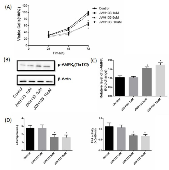 JWH133 inhibited C6 cells growth in a dose-dependent manner. (A) C6 cells were treated with different doses of JWH133 (1, 5 and 10 μM) at different time points (24, 48 and 72 h). Cell viability was analyzed by 3-[4,5-dimethylthiazolyl-2] 2,5-diphenyl-tetrazolium bromide (MTT) test. The original western blot images (B) and statistic graph (C) of p-AMPKα affected by JWH133 (1, 5 and 10 μM) for 48h. Data were relative in density to that in control group. (D) cAMP content and PKA activity were reduced in a dose-dependent manner, when C6 cells were administrated of JWH133 (1, 5 and 10 μM) for 48 h. Data were mean ± SEM from three replicate experiments, *P<0.05 versus control (at the same time).