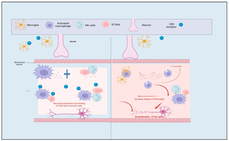 The physiological function of the CB2 receptor during leukocyte transmigration and inflammation, the transport of immune cells across the BBB is restricted by CB2 receptors. CB2: cannabinoid-2 receptor, NK: natural killer cells, B cells: B lymphocytes cells.