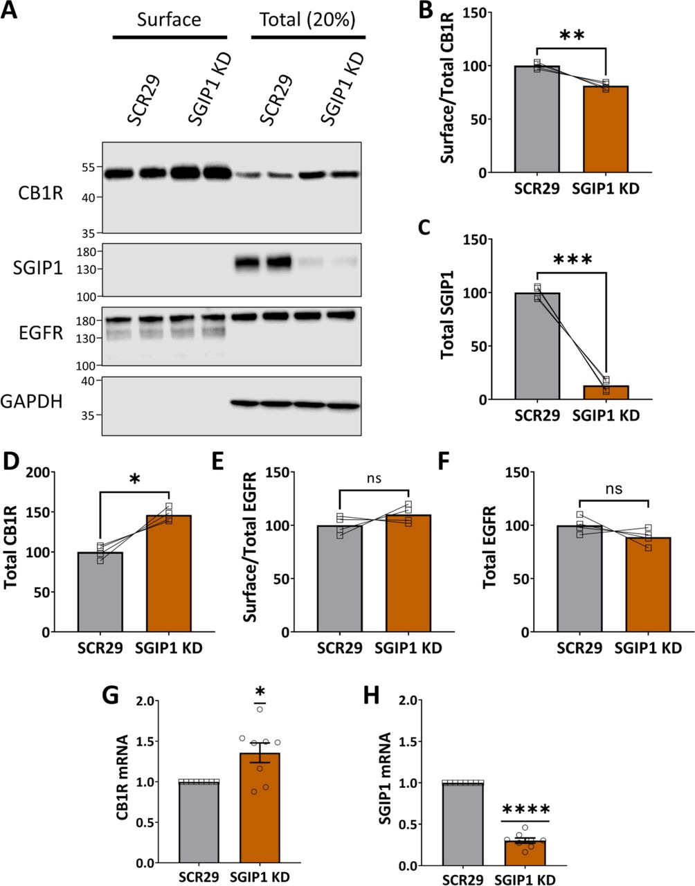 SGIP1 knockdown decreases the surface/total ratio of endogenous CB1R.(A) Representative immunoblots showing surface (left) and total (right; 20%) levels of endogenous CB1R in DIV14 cortical neurons transduced with SCR29 or SGIP1 shRNA. Blots were probed with anti-SGIP1 to determine KD efficiency. Only experiments with >80% KD efficiency of SGIP1 KD were analysed. EGFR was included as a control surface protein and GAPDH as a loading control. (B-F) Quantification of data represented in (A), expressed as percentage of SCR29 control. Paired t-tests; n = four independent experiments (each experiment = average of duplicates). (B) Surface/total ratio of CB1R is significantly reduced with SGIP1 KD compared to SCR29 control (SCR29 vs. SGIP1 KD: mean ± SEM, 100.00 ± 1.48 vs. 81.23 ± 1.48, t(3) = 6.364, **p = 0.0079). (C) Total levels of CB1R were significantly increased with SGIP1 KD compared to SCR29 control (SCR29 vs. SGIP1 KD: mean ± SEM, 100.00 ± 4.22 vs. 146.40 ± 4.22, t(3) = 5.493, *p = 0.0119). (D) SGIP1 levels were knocked down by about 87% compared to SCR29 control (SCR29 vs. SGIP1 KD: mean ± SEM, 100.00 ± 2.82 vs. 13.10 ± 2.82, t(3) = 15.42, ***p = 0.0006). (E) SGIP1 KD had no significant effect on EGFR surface/total levels (SCR29 vs. SGIP1 KD: mean ± SEM, 100.00 ± 4.18 vs. 110.10 ± 4.18, t(3) = 1.210, nsp = 0.138). (F) SGIP1 KD had no significant effect on EGFR total levels (SCR29 vs. SGIP1 KD: mean ± SEM, 100.00 ± 3.94 vs. 81.23 ± 3.94, t(3) = 1.406, nsp = 0.094). (G-H) RT-qPCR of DIV14/15 cortical neurons transduced with SCR29 or SGIP1 KD lentivirus. Cycle threshold (Ct) values were normalised to GAPDH (ΔCt) and presented as fold change compared to SCR29 control 2(-ΔΔCt). One sample t-tests (theoretical mean = 1); n = eight independent experiments. (G) KD of SGIP1 increases CB1R mRNA levels (SGIP1 KD: mean ± SEM, 1.367 ± 0.1206 vs. theoretical mean = 1.000, n = 8, t(7) = 2.963, *p = 0.0210). (H) SGIP1 KD lentivirus reduced SGIP1 transcript levels by about 70% (SGIP1 KD: mean ± SEM, 0.3027 ± 0.03127 vs. theoretical mean = 1.000, n = 8, t(7) = 22.30, ****p < 0.0001).