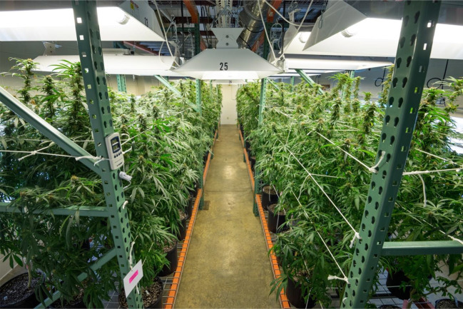 Indoor cultivation of Cannabis sativa L.
