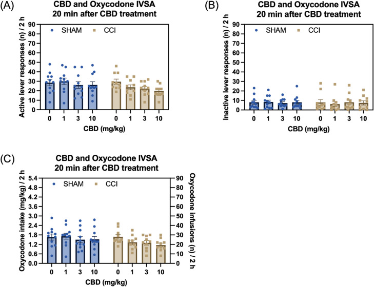 CBD treatment reduces oxycodone intake in both sham control and CCI rats. Treatment with CBD reduced active lever responses in both the CCI and sham control groups, with no effect of CCI surgery on active lever responses or the response to CBD (A). Neither CBD treatment nor CCI surgery affected inactive lever responses (B). CBD treatment decreased oxycodone intake in both the CCI and sham control groups, while CCI surgery had no effect on oxycodone intake (C). Sham, N = 11; CCI N = 10. Data are presented as mean ± SEM.