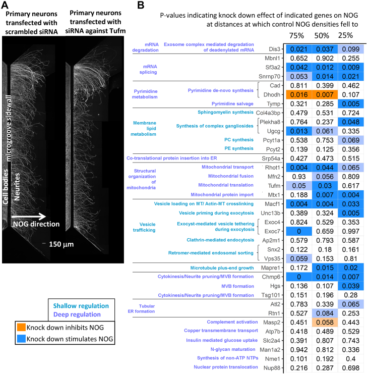 siRNA knockdown experiments document involvement of multiple SCPs.A, P1 rat cortical neurons were transfected with siRNA against selected representative SCP genes (shown: Tufm) or scrambled siRNAs. To analyze neurite growth under gene silencing conditions we waited for 48 h after transfection, before resetting neurite growth to the edge of the microgroove via axotomy. Another 48 h later, we stained neurites and cell bodies for β-III tubulin to document siRNA effect on neurite outgrowth. Each shown image is a composite of three different overlapping images that showed the top, middle and bottom part of the microchamber and were manually stitched. B, neurite outgrowth fluorescence intensities were quantified and the average intensity at each distance from the microgroove sidewall calculated. All intensities of one experiment were normalized toward control average intensity at 100 μm that was set to 100%. Since outgrowth results showed great variations between the different experiments, we searched for those distances at which control average intensities had fallen to 75%, 50%, and 25%. We compared the outgrowth intensities between siRNA-treated and control samples at these three distances. Nominal p-values are shown and labeled dark blue or dark orange, if knockdown significantly inhibited or stimulated neurite outgrowth (p-value ≤ 0.05), respectively, and light blue or light orange, if knockdown may inhibit or stimulate NOG (p-value > 0.05, ≤ 0.1), respectively. ER, endoplasmic reticulum; MT, microtubule; MVB, multivesicular bodies; PC, phosphatidylcholine; PE, phosphatidylethanolamine; SCP, subcellular process. See Figure S3D for detailed results.