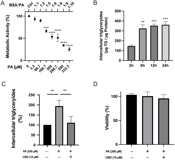 Four-panel scientific figure. Panel A, scatter plot showing metabolic activity percentage decreases with increasing palmitic acid (PA) concentration. Panel B, bar graph indicating intracellular triglycerides increase over 24 hours. Panel C, bar graph showing PA elevates triglycerides, reduced by CBD treatment. Panel D, bar graph displaying similar cell viability across all treatment conditions.