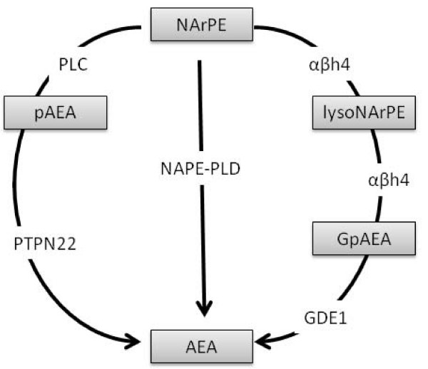 Proposed biosynthetic pathways for the generation of AEA from its arachidonoyl containing NAPE (NArPE) precursor. NAPEs are formed from phosphatidyl choline and phosphatidyl ethanolamine membrane precursors by an as yet uncharacterised N-acyl transferase enzyme. The most widely accepted route of AEA biosynthesis is via NAPE-PLD [142,143]. This enzyme is also responsible for the generation of other NAEs including OEA and PEA from their corresponding NAPE precursor. The serine hydrolase αβh4 can generate lysoNAPE and glycerophospho-N-acyl ethanolamine (GpNAE), including glycerophospho-N-arachidonoyl ethanolamine (GpAEA), glycerophospho-N-oleoyl ethanolamine (GpOEA) and glycerophospho-N-palmitoyl ethanolamine (GpPEA) intermediates that are subsequently hydrolysed by a metal dependant phosphodiesterase to produce AEA, OEA and PEA, respectively. In mouse brain, this enzyme has been identified as GDE1 [144]. LPS induced synthesis of AEA involves the generation of phosphorylated AEA (pAEA) via PLC which is then converted to AEA by phosphatases. In mouse brain, this phosphatase has been identified as PTPN22 [83]. Whether this third pathway contributes to the synthesis of other NAEs such as OEA and PEA remains to be determined.