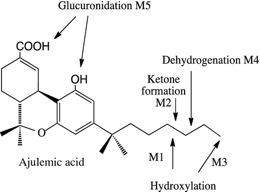 Proposed pathways for hepatocyte metabolism of AJA. The positions of the double bond in M4, the keto group in M2 and the hydroxyl group in M1 are not known. The location of the glucuronidation (M5) could not be determined.