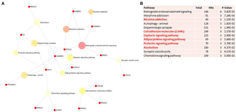 Pathway analysis of switch genes from males with Alzheimer’s disease (M-AD). (A) Biological and functional analysis of switch genes from M-AD compared to controls was performed in NetworkAnalyst. Switch genes are depicted in red. (B)The pathways are ranked according to the number of hits and lowest value of p. Pathways are derived from the KEGG database. The unique pathways are shown in red.