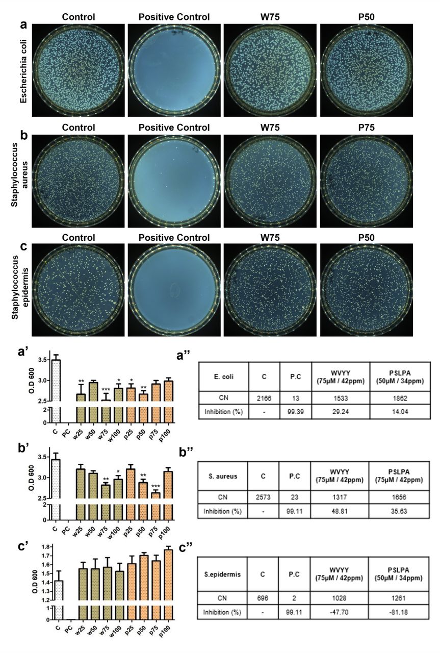 The antibacterial test was conducted on Escherichia coli, Streptococcus aureus, and Streptococcus epidermidis (a-c). Serial dilutions were performed through MIC testing, measuring bacterial growth in terms of O.D values. The obtained values were then plated on solid media, and colony counts were measured (a’-c’’). By selecting the concentration at which the number of bacterial colonies significantly decreased, the inhibition rate was determined. PC used 0.5 mg/ml Ampicillin. All significant differences were denoted with asterisks (p < 0.05 to 0.0001). PC: Positive control; CN: Colony number; C: Control; W: WVYY; P: PSLPA.