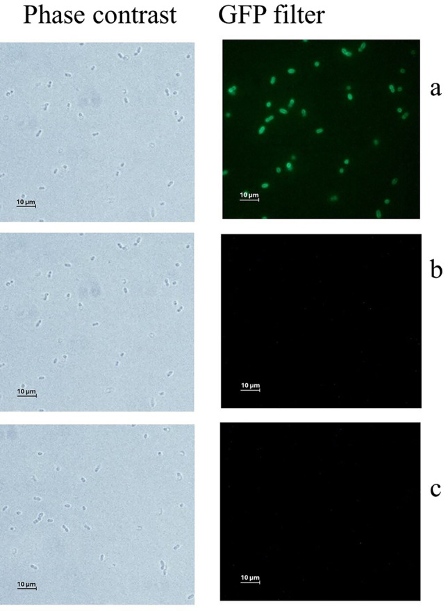 Phase contrast and fluorescence microscopy images of L. cremoris MG1614 (a), L. lactis LM0230 (b), and L. lactis LAC460 (c) cells mixed with HGFPuv_CBDLysL protein. Only L. cremoris MG1614 cells were decorated with green fluorescence