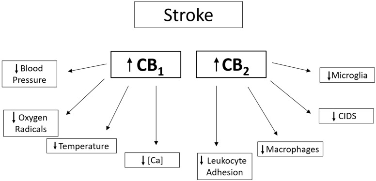 Mechanisms of action for neuroprotection by CB1 and/or CB2 receptor activation. Information from [49,63,67,68,69].